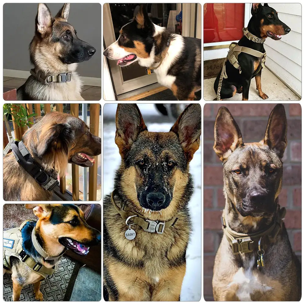 Everyday Comfort Collar